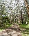 (5) Among the Mountain Ash trees